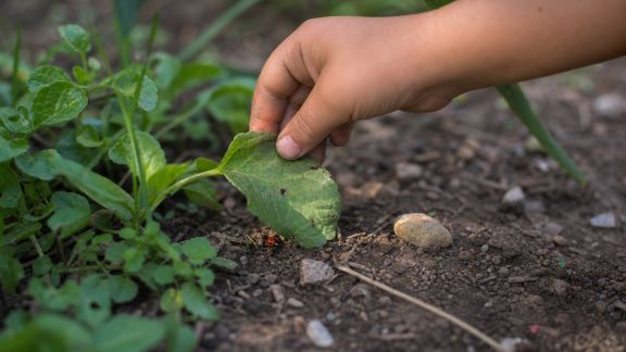 Petites explorations nature : idées simples pour découvrir le jardin